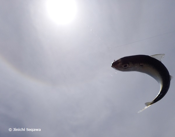 f:id:jey848:20170606151939j:plain