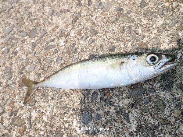 f:id:jey848:20170616184144j:plain