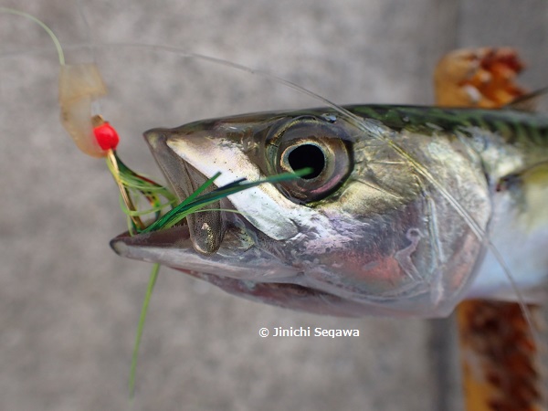 f:id:jey848:20170622223729j:plain