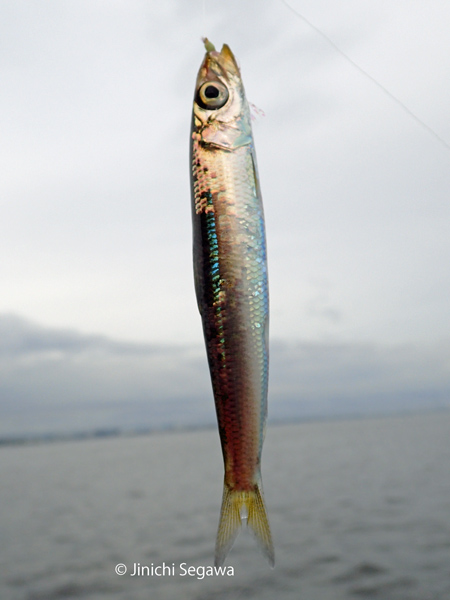 f:id:jey848:20170626004600j:plain