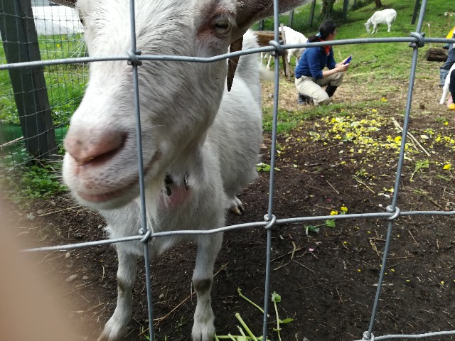 f:id:jfc_maligaya:20190504190206j:image