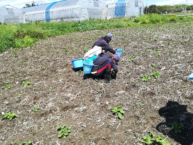 f:id:jfc_maligaya:20190504190300j:image