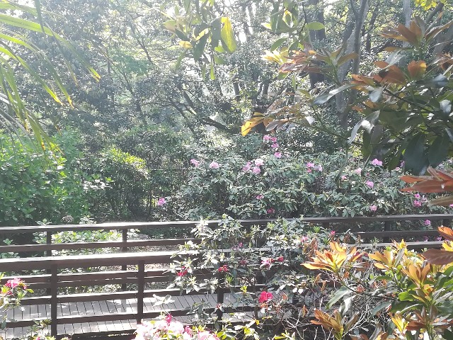 f:id:jfc_maligaya:20200503192125j:image f:id:jfc_maligaya:20200503192125j:image