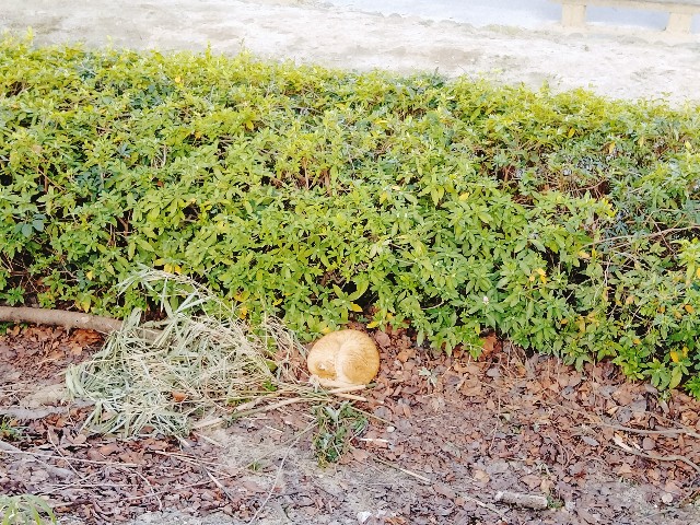 f:id:jfc_maligaya:20220315080135j:image f:id:jfc_maligaya:20220315080135j:image