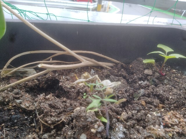 f:id:jfc_maligaya:20230507200619j:image