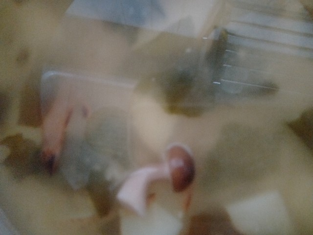 f:id:jfc_maligaya:20230514185635j:image