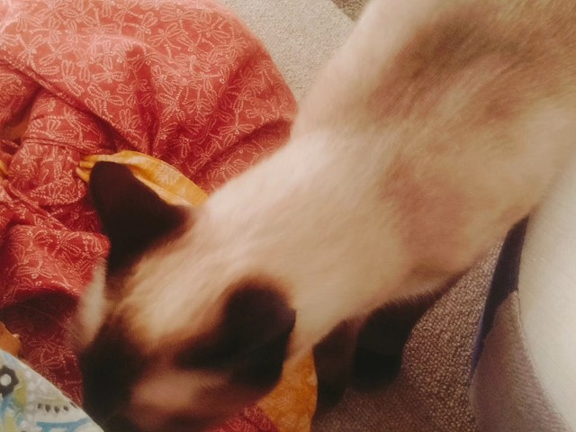 f:id:jfc_maligaya:20230809090312j:image