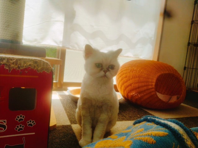 f:id:jfc_maligaya:20230809090351j:image