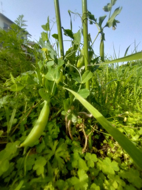 f:id:jfc_maligaya:20240419132953j:image f:id:jfc_maligaya:20240419132953j:image