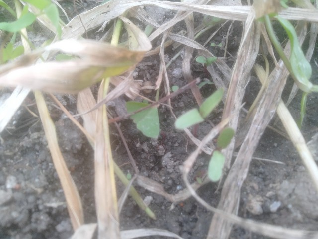 f:id:jfc_maligaya:20240419133208j:image f:id:jfc_maligaya:20240419133208j:image