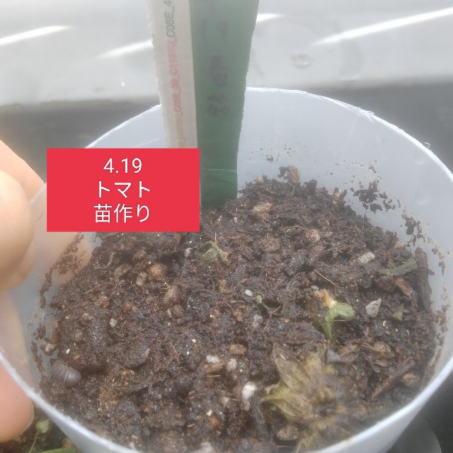 f:id:jfc_maligaya:20240419133435j:image f:id:jfc_maligaya:20240419133435j:image