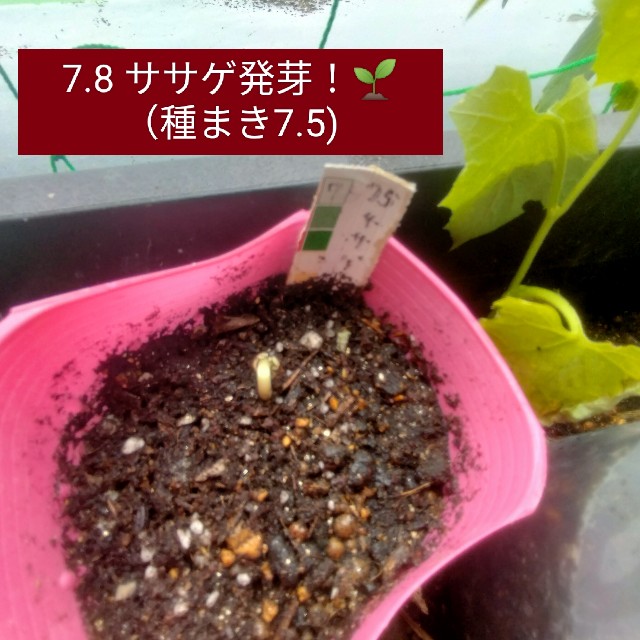 f:id:jfc_maligaya:20240708121128j:image