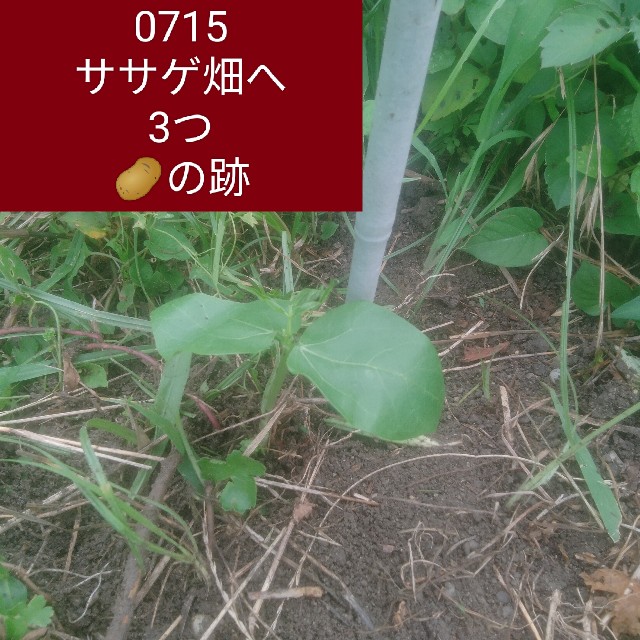 f:id:jfc_maligaya:20240715204838j:image