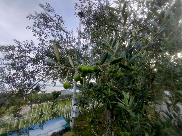 f:id:jfc_maligaya:20240723203707j:image