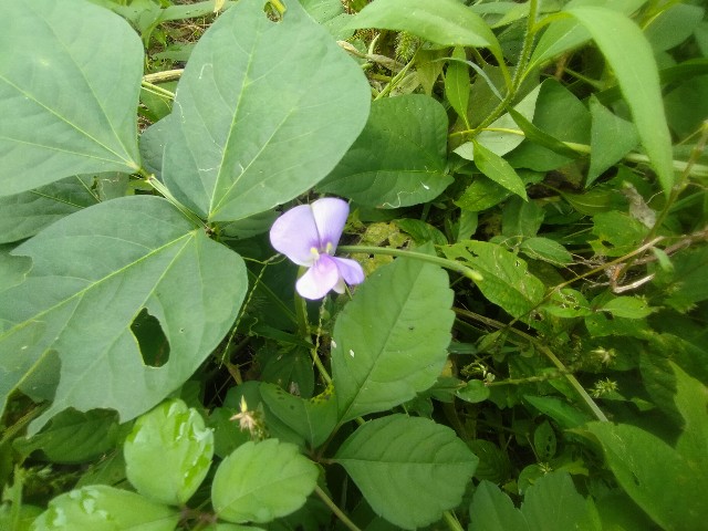 f:id:jfc_maligaya:20241005145115j:image