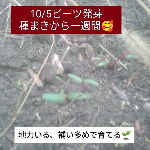 f:id:jfc_maligaya:20241005145213j:image