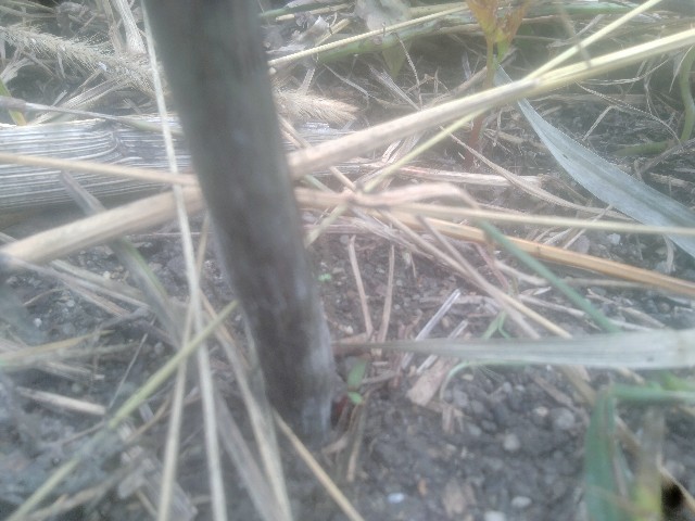 f:id:jfc_maligaya:20241005145223j:image