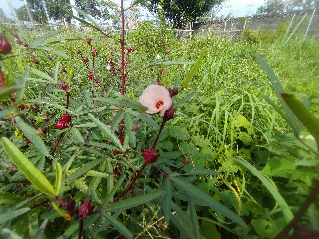 f:id:jfc_maligaya:20241005145356j:image