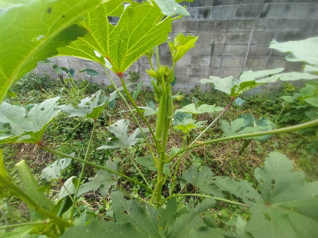 f:id:jfc_maligaya:20241005145453j:image