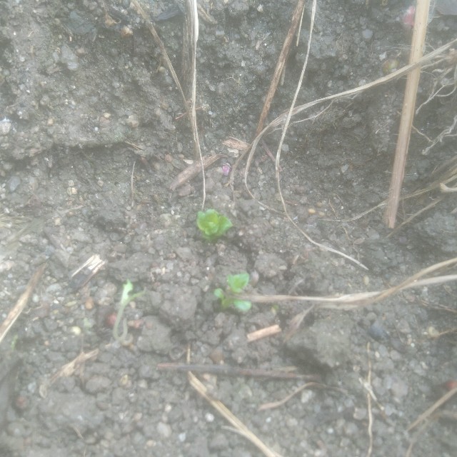 f:id:jfc_maligaya:20241005145508j:image