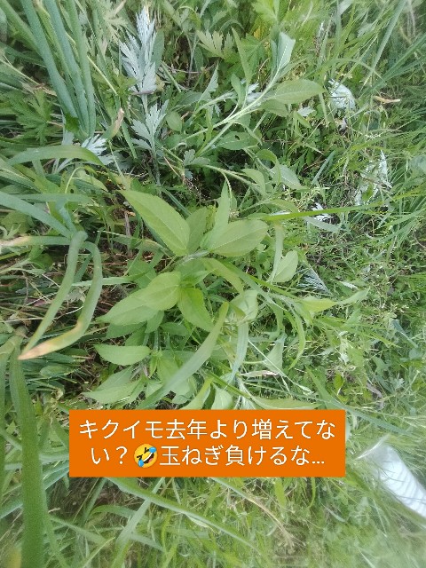 f:id:jfc_maligaya:20250505111627j:image