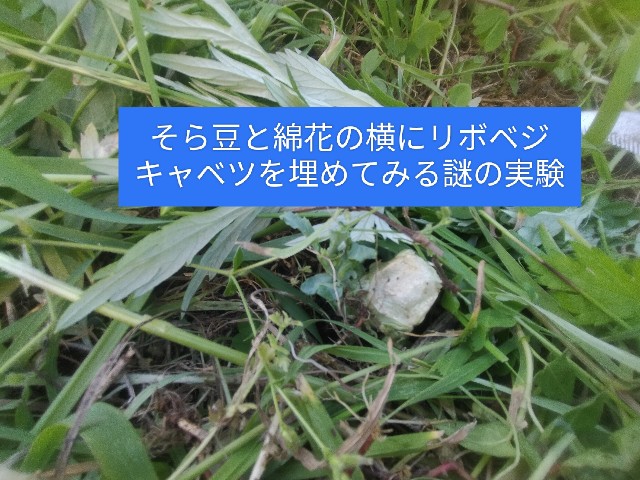 f:id:jfc_maligaya:20250505111724j:image