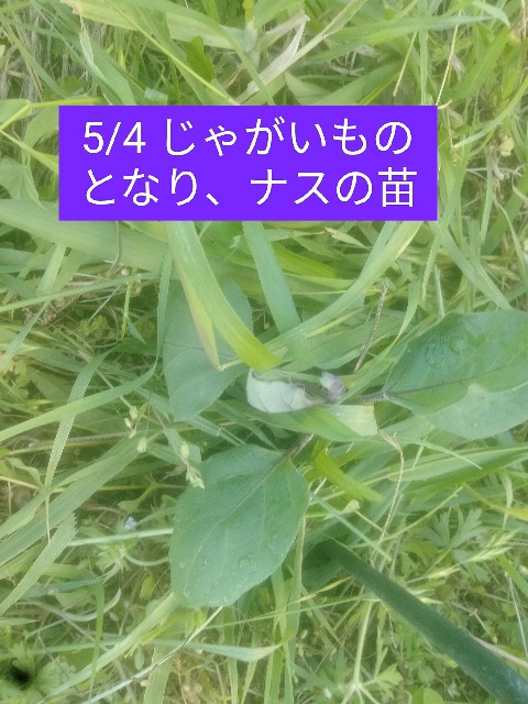 f:id:jfc_maligaya:20250505111752j:image