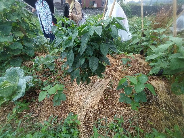 f:id:jfc_maligaya:20250809140214j:image