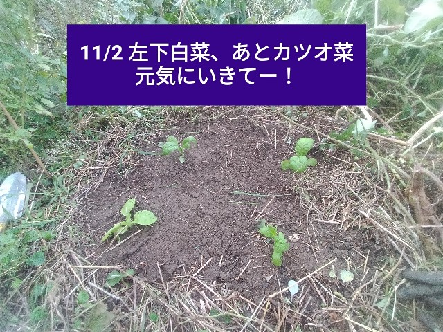 f:id:jfc_maligaya:20251120173548j:image