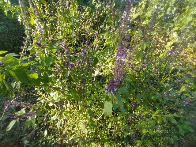 f:id:jfc_maligaya:20251120174034j:image