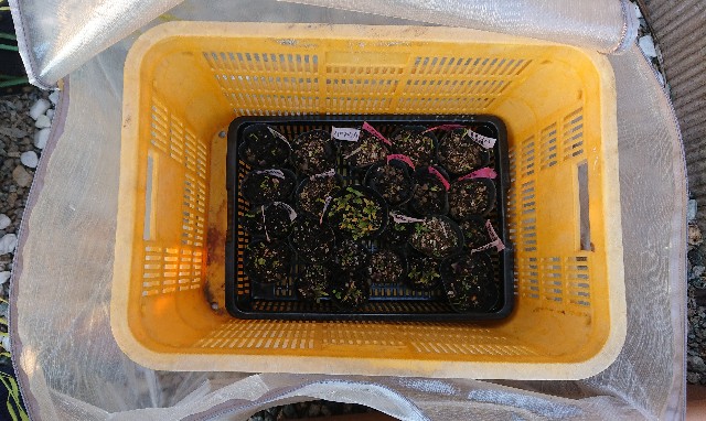 f:id:jfcgym:20230427184107j:image