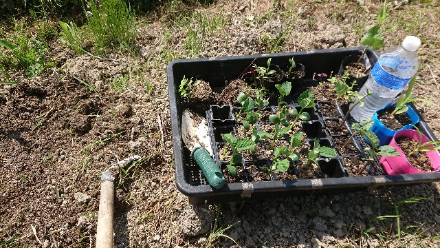 f:id:jfcgym:20230518091042j:image f:id:jfcgym:20230518091042j:image