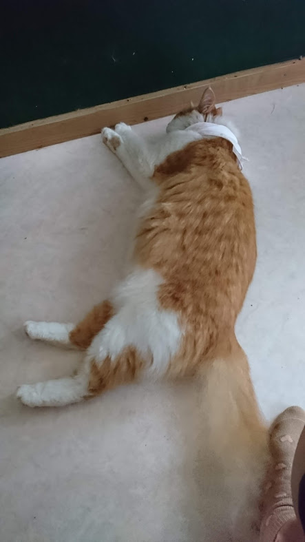 ブロードライン 初投与の猫ちゃー おひとりさまライフ 保護猫ちゃんと一緒