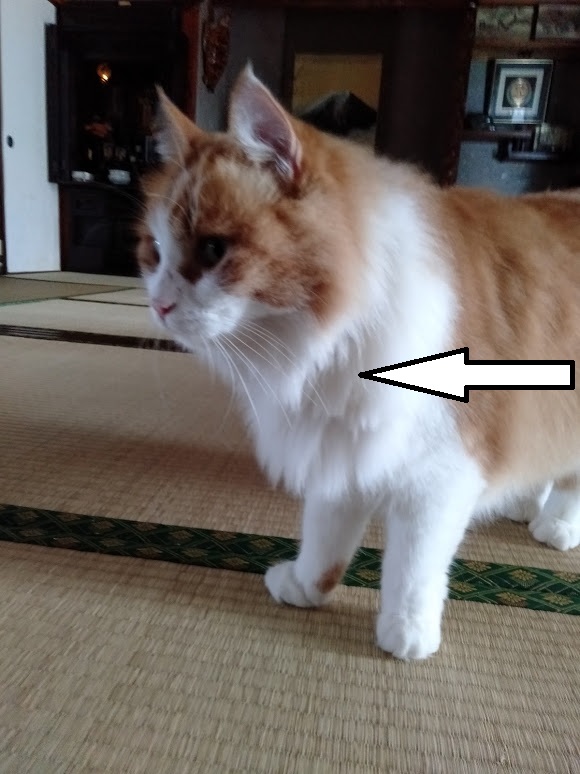 猫ちゃー胸毛のカットがガタガタ おひとりさまライフ 保護猫ちゃんと一緒