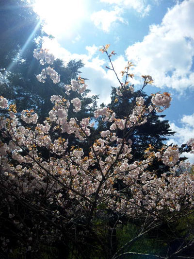 f:id:jhcaffiliate:20100426110429j:image