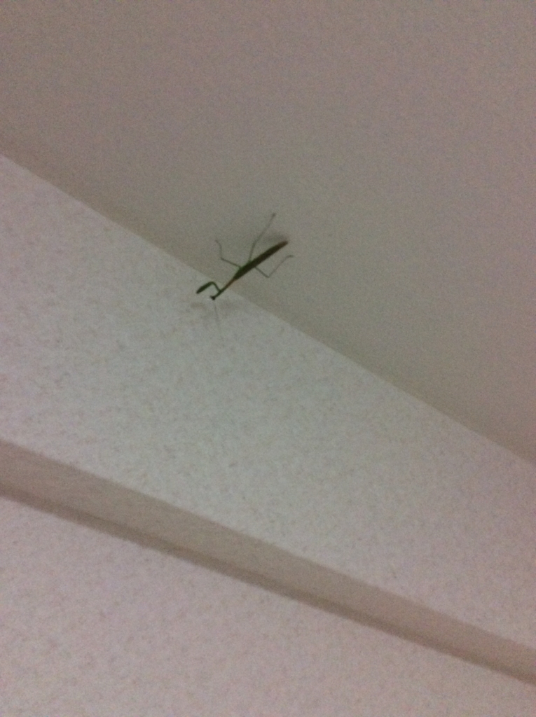 f:id:jhoo:20160904025449j:plain