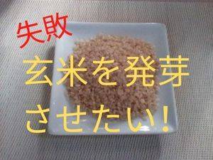 お皿に乗った玄米