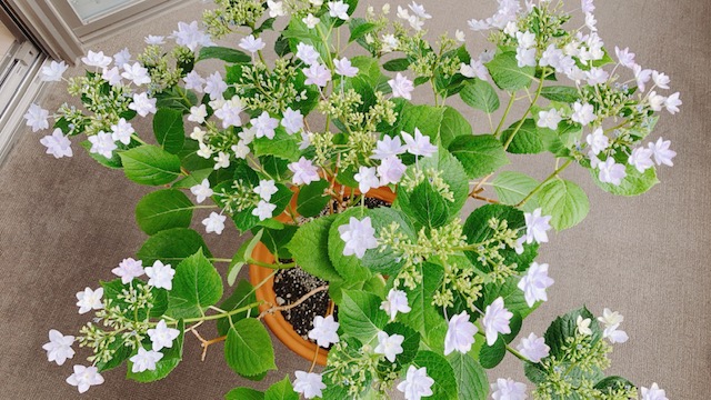 ベランダの紫陽花 自分暮らし 癒やし時間