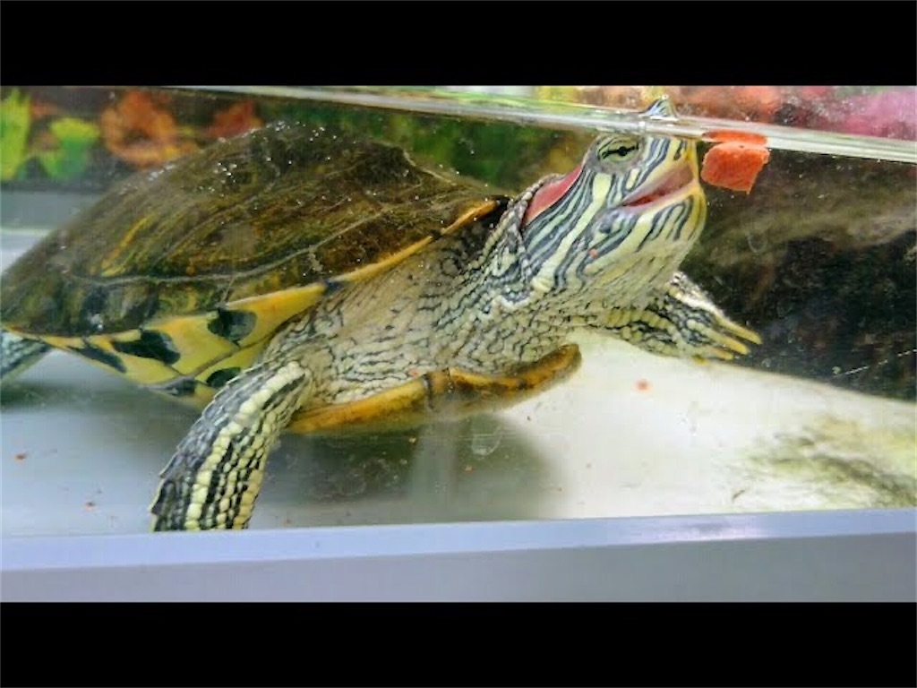 ペットのミドリガメに を与えた結果 オトナ水族館