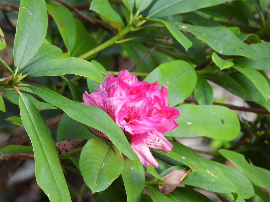 f:id:jigemon2019:20221112160901j:image f:id:jigemon2019:20221112160901j:image