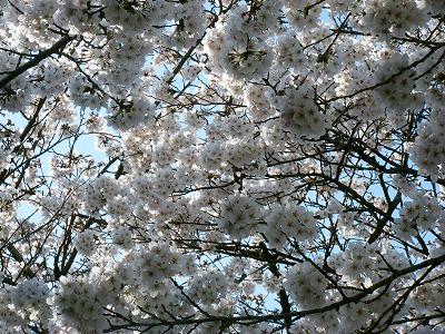 f:id:jigrat:20110407172424j:image