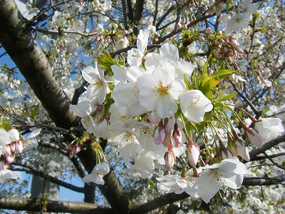 f:id:jigrat:20110407172425j:image