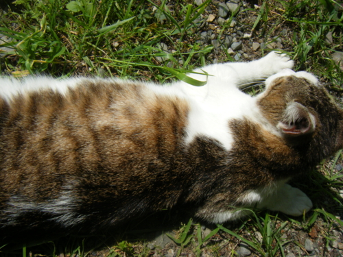 f:id:jigrat:20110520065346j:image