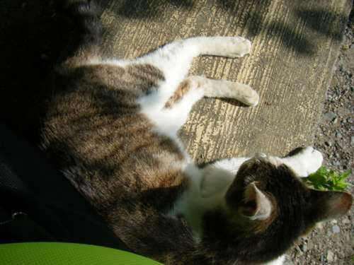 f:id:jigrat:20110520065653j:image