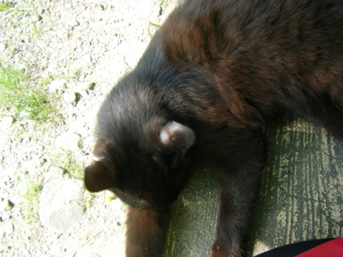 f:id:jigrat:20110520065856j:image