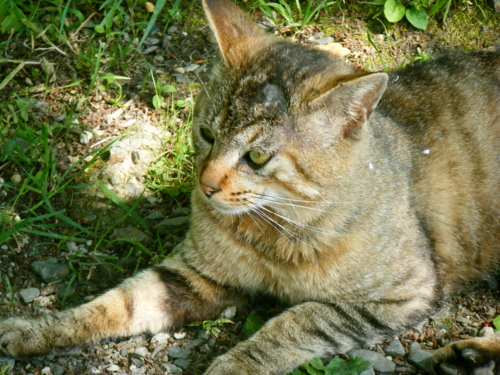 f:id:jigrat:20110520065954j:image