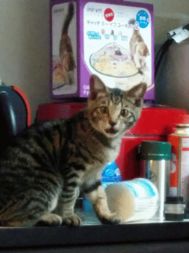 f:id:jigrat:20160726210129g:image