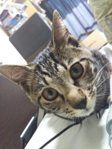 f:id:jigrat:20160822083914j:image