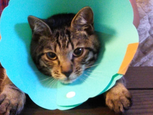 f:id:jigrat:20160905064344j:image