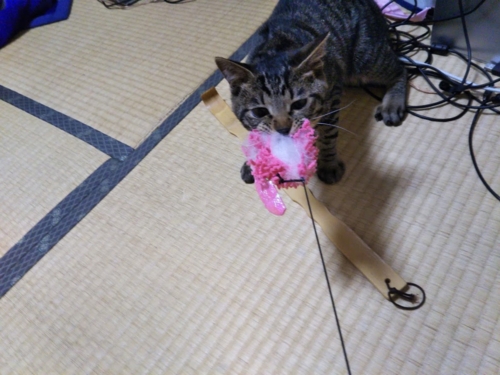 f:id:jigrat:20160908205241j:image f:id:jigrat:20160908205241j:image